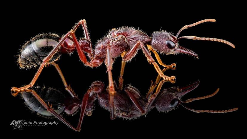 Myrmecia forficata photo 1