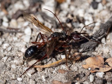 Myrmecia forficata photo 23