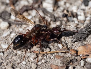 Myrmecia forficata photo 24