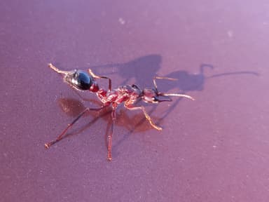 Myrmecia forficata photo 25