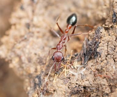 Myrmecia forficata photo 26