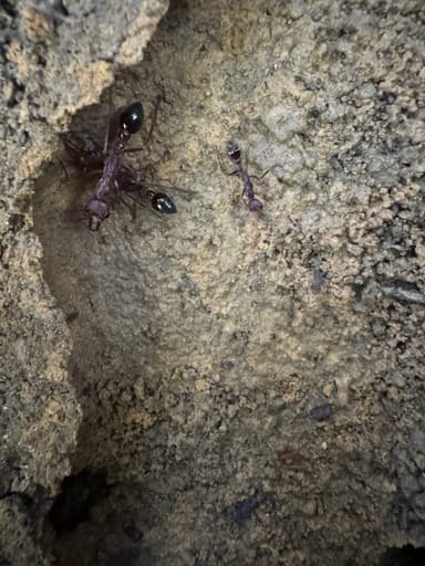 Myrmecia forficata photo 29