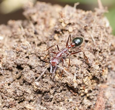 Myrmecia forficata photo 33