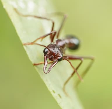 Myrmecia forficata photo 34