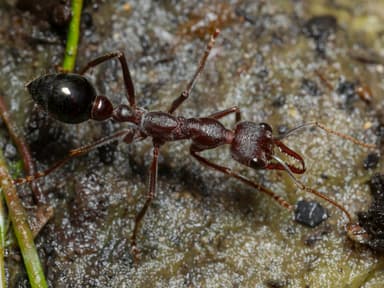 Myrmecia forficata photo 36