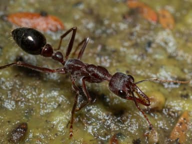 Myrmecia forficata photo 37