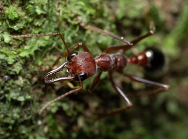 Myrmecia forficata photo 39
