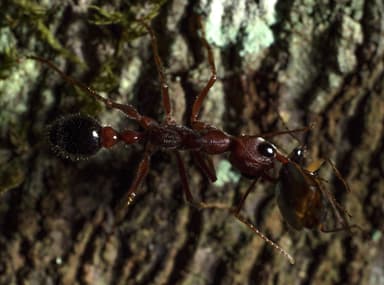 Myrmecia forficata photo 40