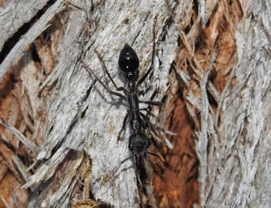 Myrmecia forficata photo 41