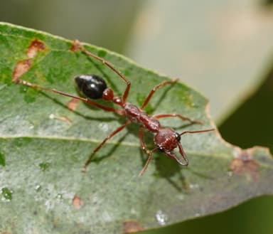 Myrmecia forficata photo 42