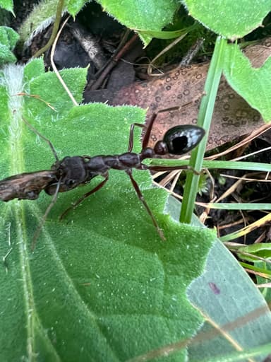 Myrmecia forficata photo 43