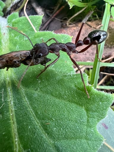 Myrmecia forficata photo 44