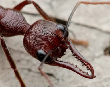 Myrmecia forficata photo 45