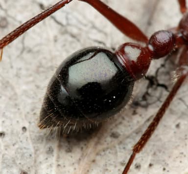 Myrmecia forficata photo 46