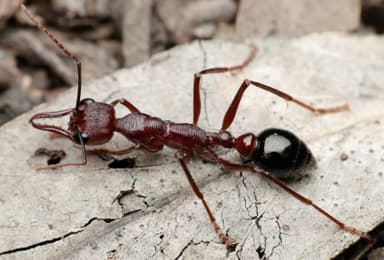 Myrmecia forficata photo 47