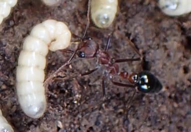 Myrmecia forficata — colony photo 48