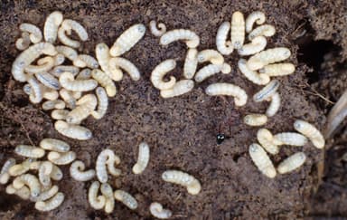 Myrmecia forficata — colony photo 49