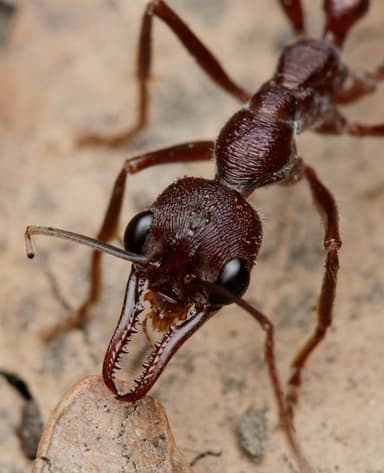 Myrmecia forficata photo 50
