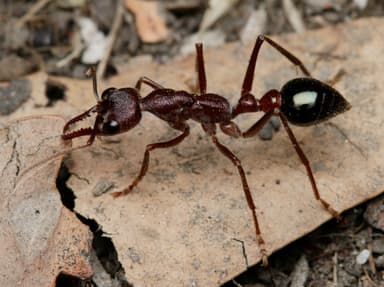 Myrmecia forficata photo 51
