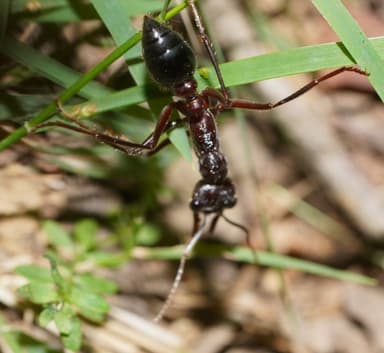 Myrmecia forficata photo 53