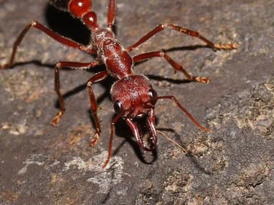 Myrmecia forficata photo 54
