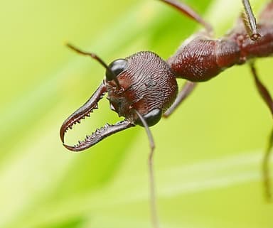 Myrmecia forficata photo 57