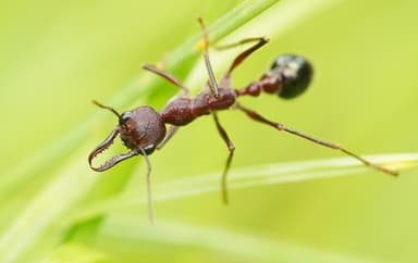 Myrmecia forficata photo 58