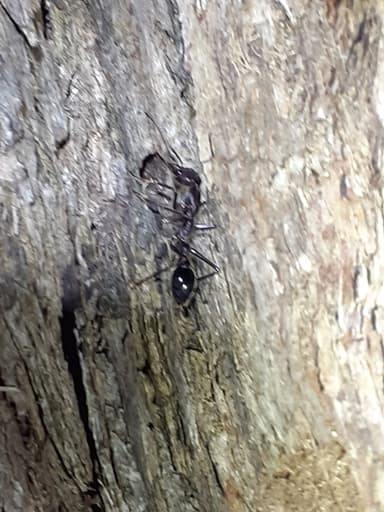 Myrmecia forficata photo 62