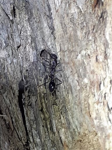Myrmecia forficata photo 63