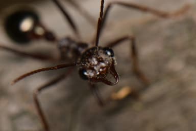 Myrmecia forficata photo 65