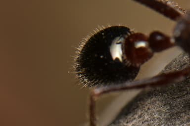 Myrmecia forficata photo 66