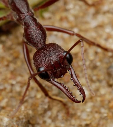 Myrmecia forficata photo 72