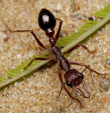 Myrmecia forficata photo 73