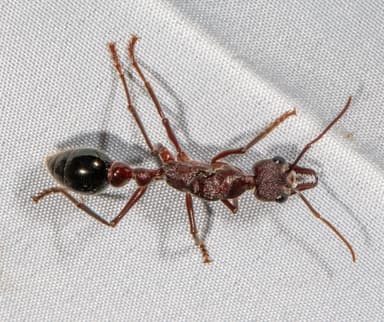 Myrmecia forficata photo 75
