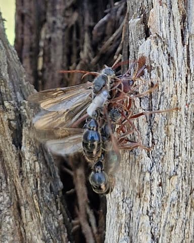 Myrmecia forficata photo 76
