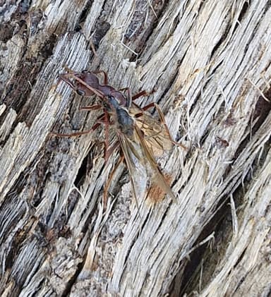 Myrmecia forficata photo 77