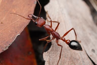Myrmecia forficata — colony photo 79