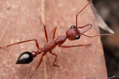 Myrmecia forficata — colony photo 80