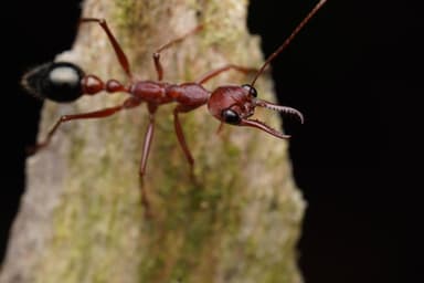 Myrmecia forficata — colony photo 81