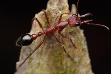 Myrmecia forficata — colony photo 82