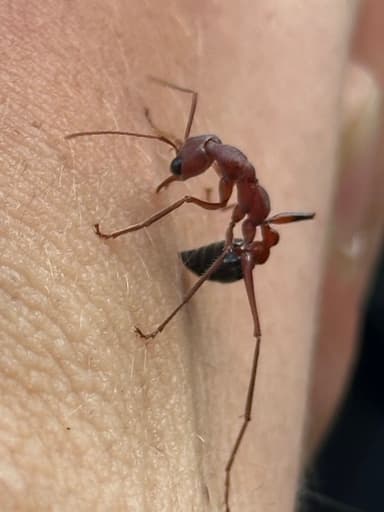 Myrmecia forficata — colony photo 84