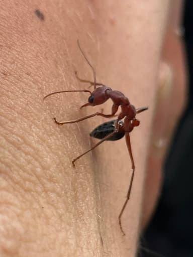 Myrmecia forficata — colony photo 85