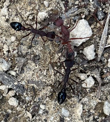 Myrmecia forficata photo 90