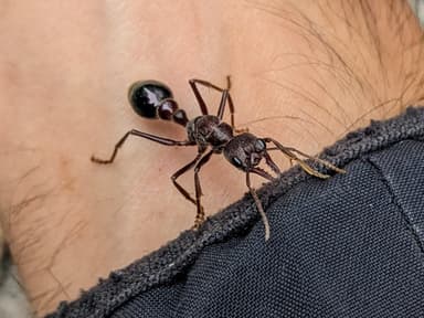 Myrmecia forficata photo 92