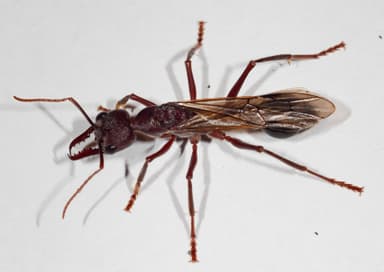 Myrmecia forficata photo 93