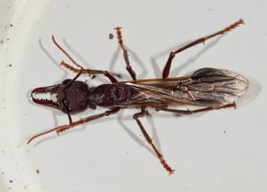 Myrmecia forficata photo 96