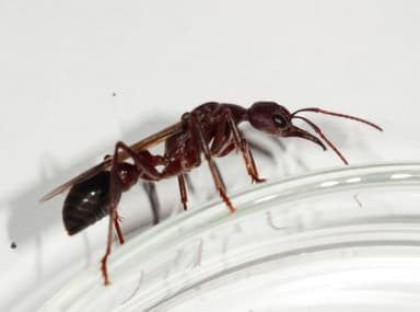 Myrmecia forficata photo 97