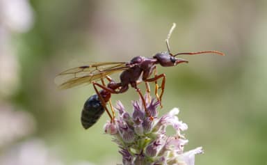 Myrmecia forficata photo 100