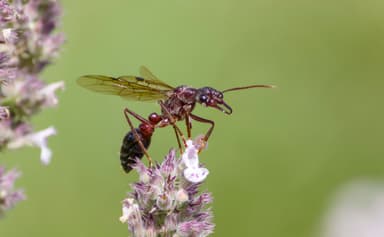 Myrmecia forficata photo 101