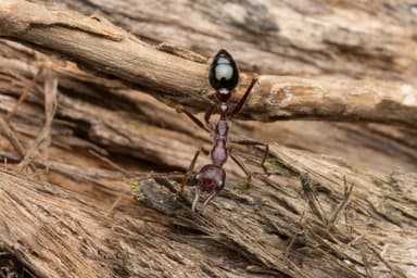 Myrmecia forficata photo 104